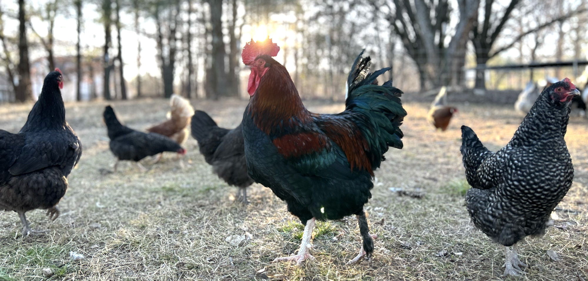 Loam and Arrow Homestead